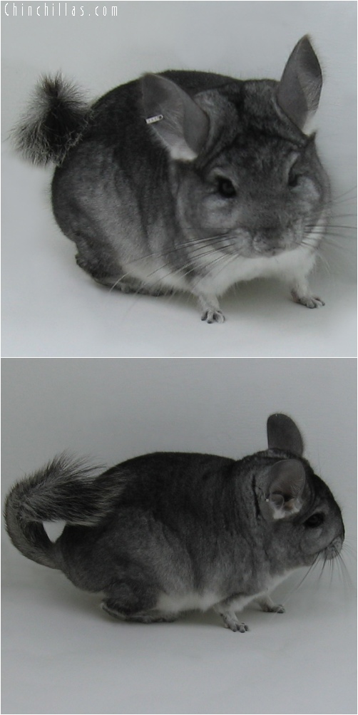 6055 Standard ( Royal Persian Angora Carrier ) Male Chinchilla