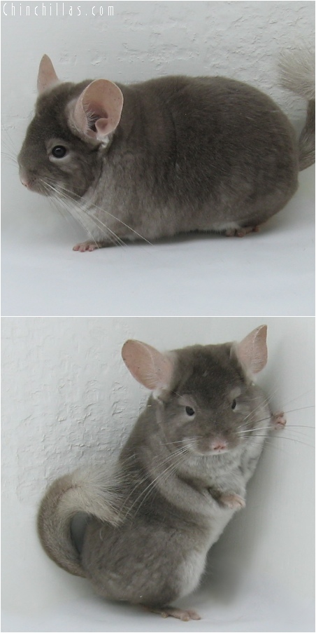 6098 Show Quality TOV Beige ( Violet Carrier ) Female Chinchilla