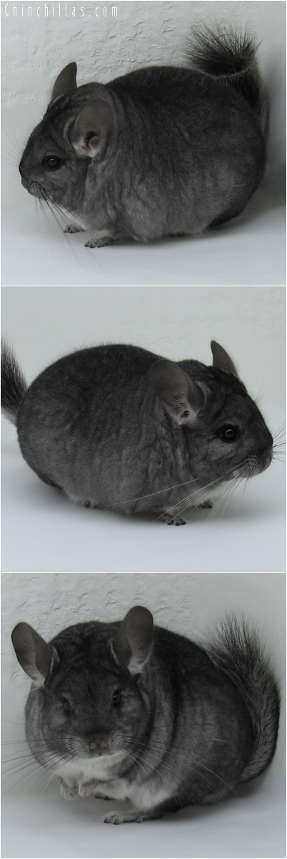 6095 Blocky Premium Production Quality Standard Female Chinchilla