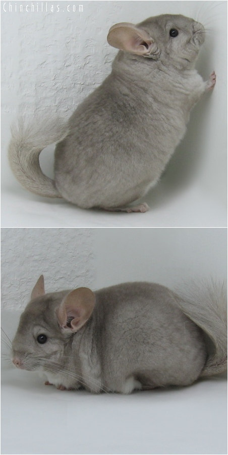 6064 Show Quality Beige Female Chinchilla