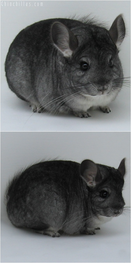 6101 Show Quality Standard ( Sapphire Carrier ) Female Chinchilla