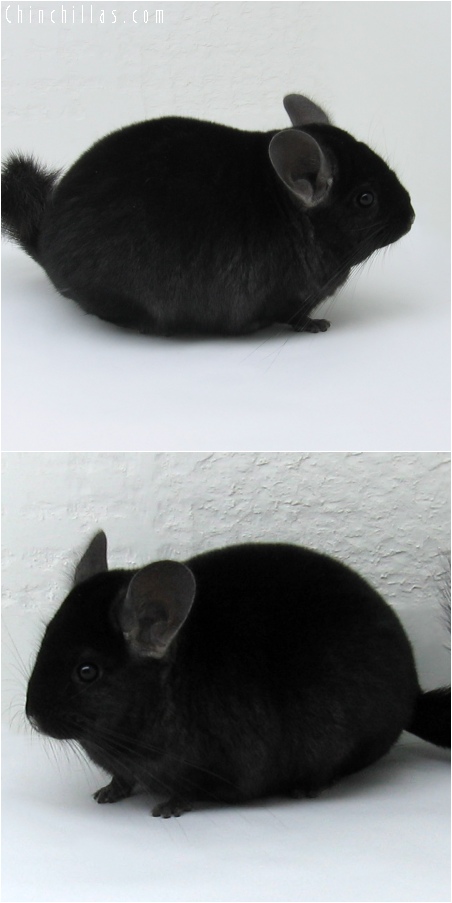 6097 Show Quality Extra Dark Ebony Female Chinchilla