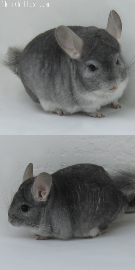 6104 Show Quality Sapphire Male Chinchilla