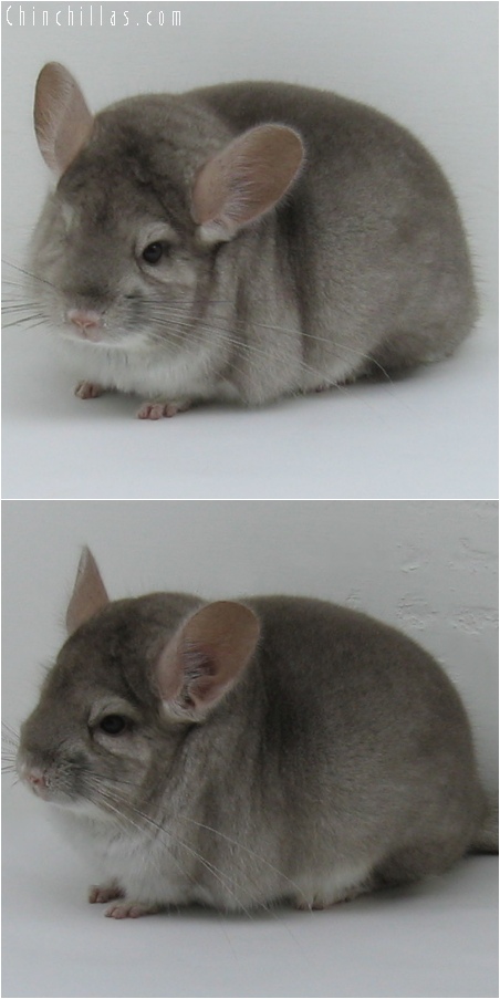 6106 Premium Production Quality Beige Female Chinchilla