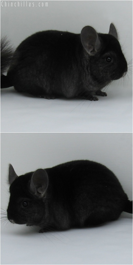 6107 Extra Dark Show Quality Ebony Female Chinchilla