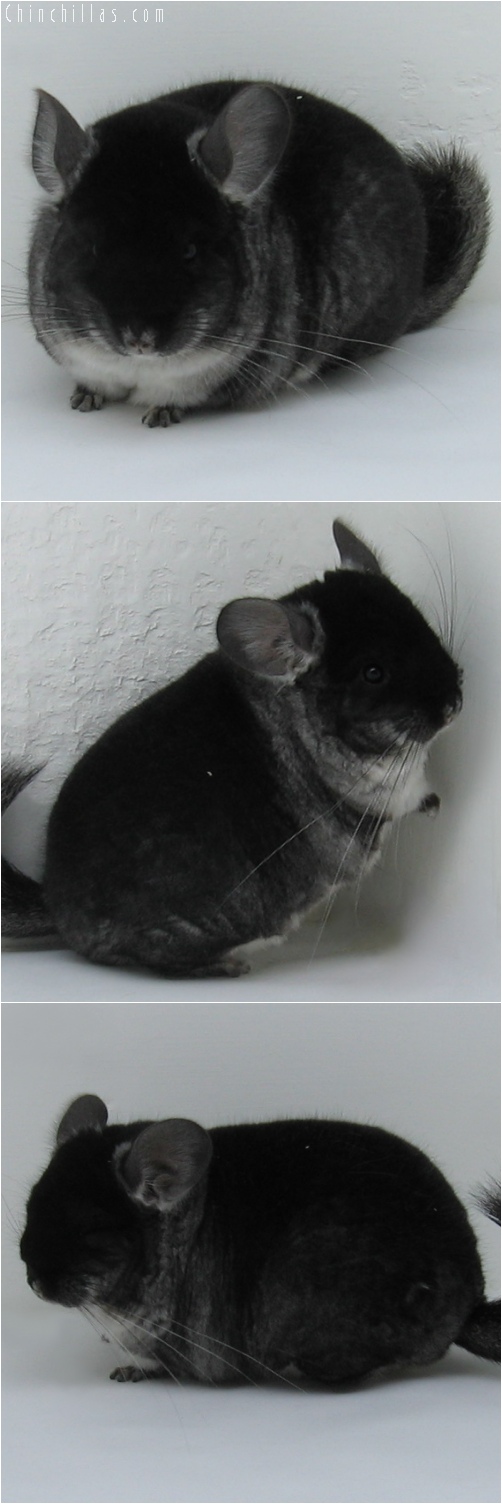 6103 Blocky, Brevi - Type Show Quality Black Velvet Female Chinchilla