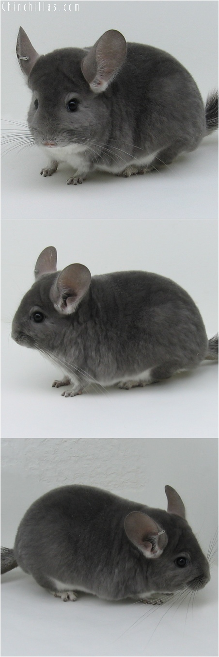 6072 Show Quality Violet Female Chinchilla