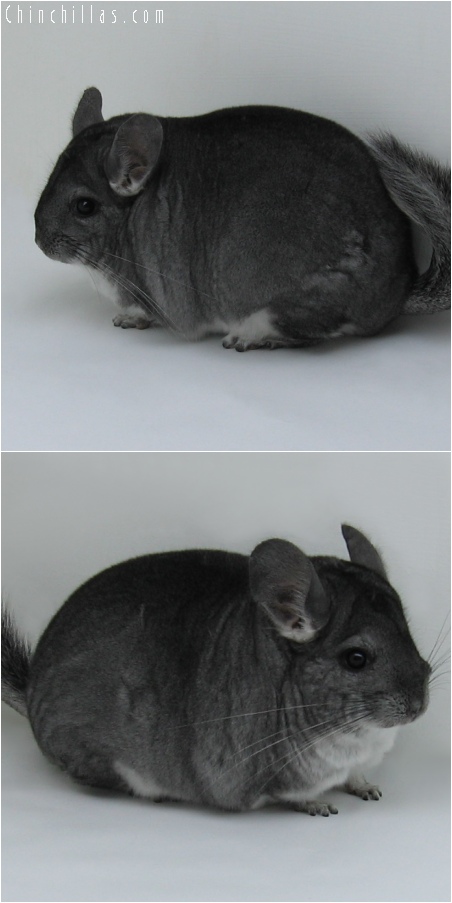 6112 Premium Production Quality Standard Female Chinchilla