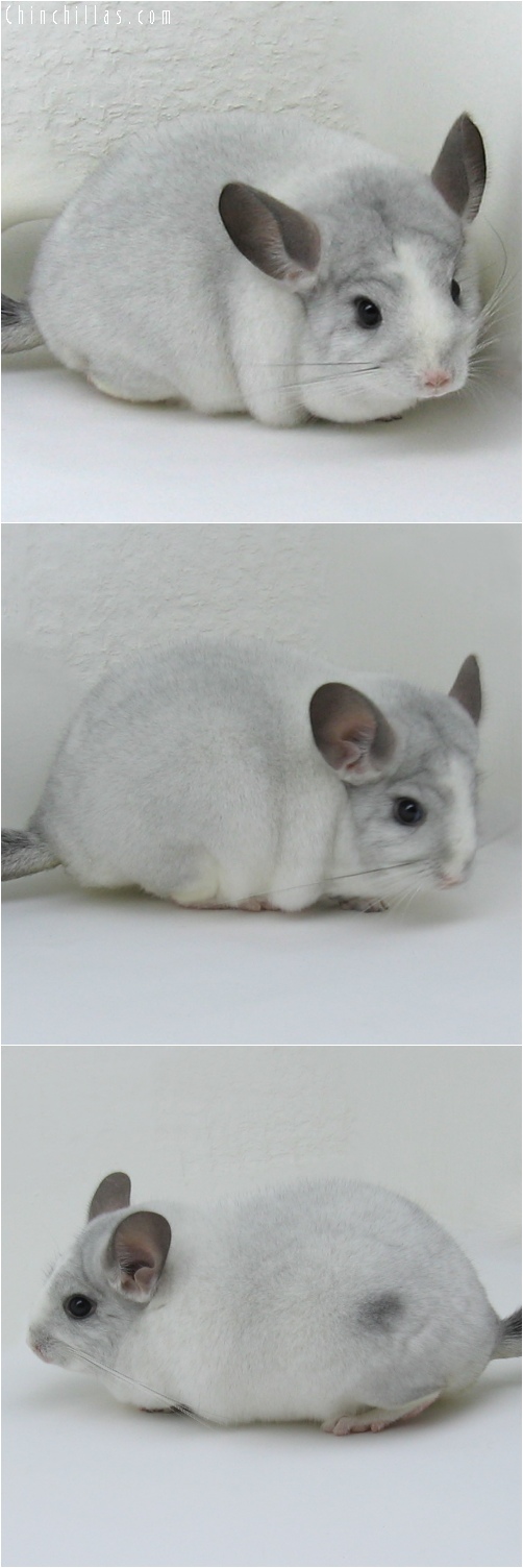 6113 Premium Production Quality White Mosaic Female Chinchilla