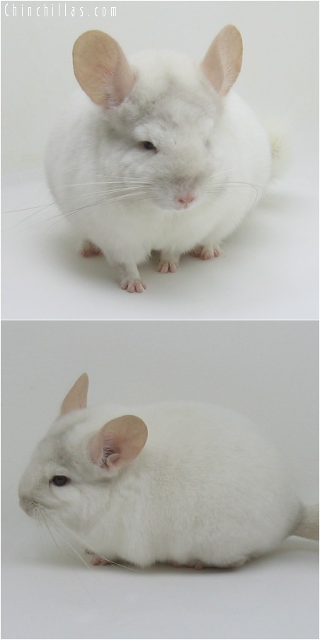 6115 Premium Production Quality Pink White ( Ebony Carrier ) Female Chinchilla