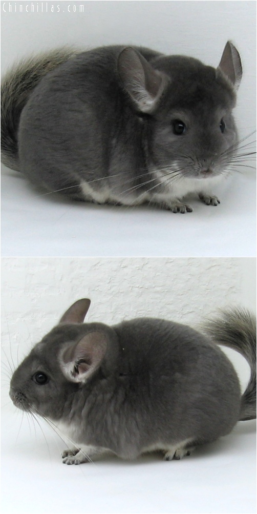 6110 Show Quality Violet Female Chinchilla