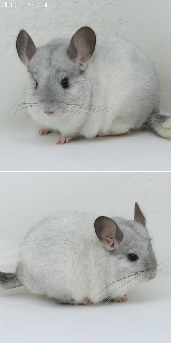 6114 White Mosaic ( Sapphire Carrier ) Female Chinchilla