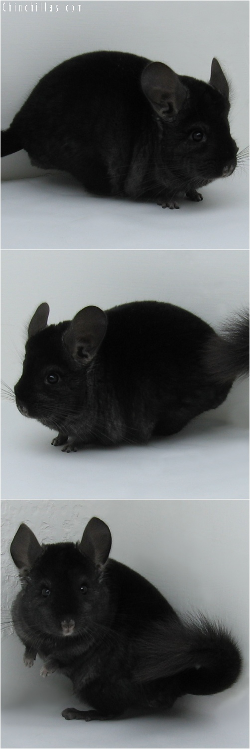 6111 Top Show Quality Ebony Male Chinchilla