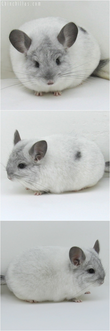 6130 Extra Large Show Quality White Mosaic Female Chinchilla