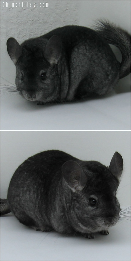 6131 Large Premium Production Quality Ebony Female Chinchilla