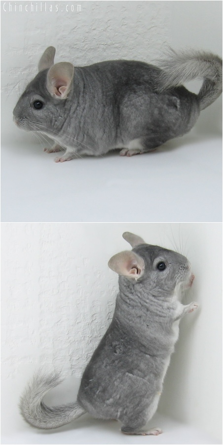 6129 Sapphire Female Chinchilla