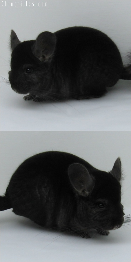 6123 Show Quality Dark Ebony Female Chinchilla