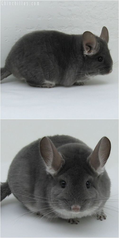 6124 Show Quality Violet (Ebony Carrier) Female Chinchilla