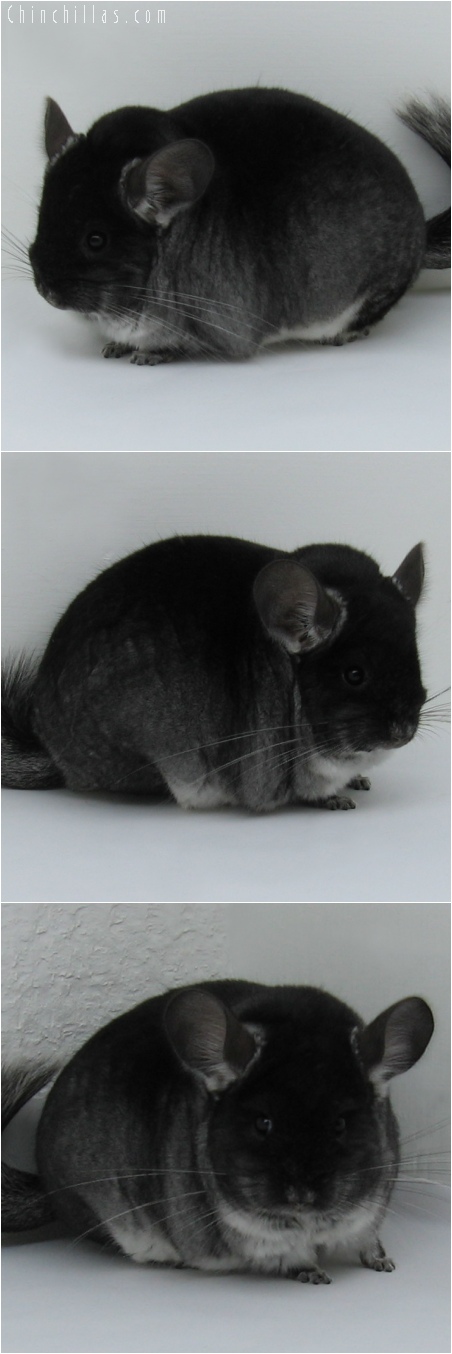 6093 Large Show Quality Black Velvet Female Chinchilla