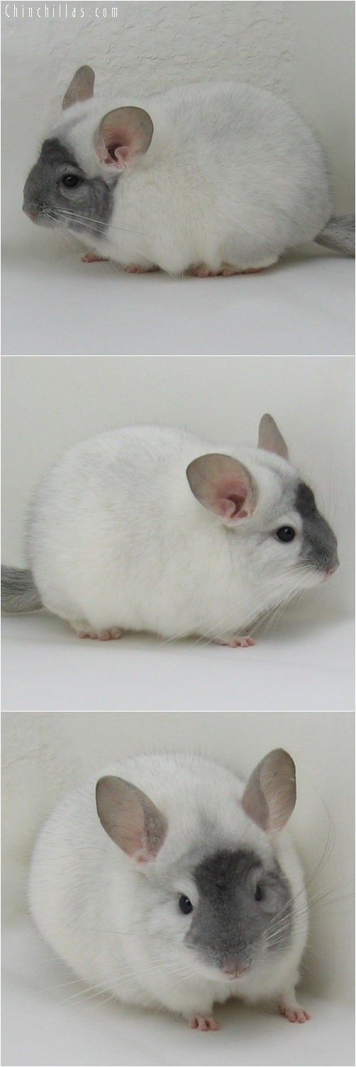 6134 Sapphire & White Extreme Mosaic Male Chinchilla