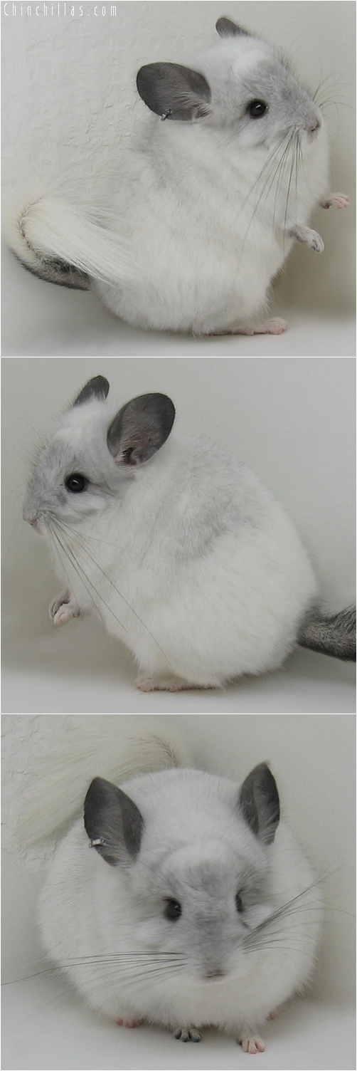 6135 White Mosaic Royal Persian Angora Male Chinchilla