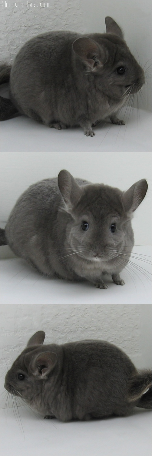 6136 Large Show Quality Wrap - around Violet Female Chinchilla