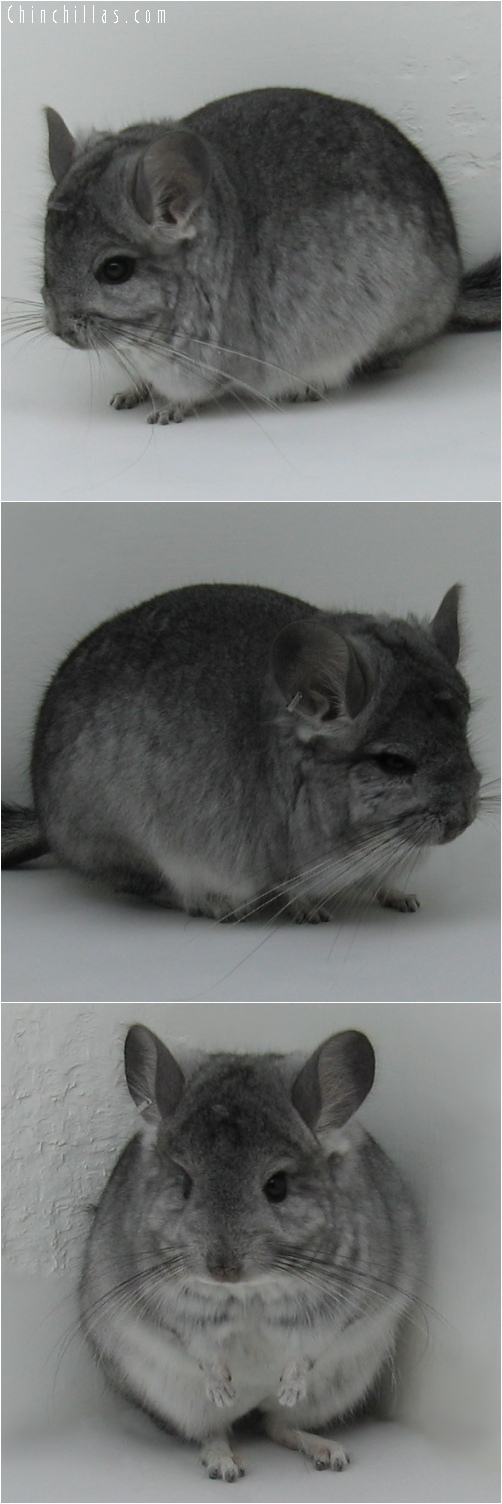 6133 Standard ( Royal Persian Angora Carrier ) Male Chinchilla