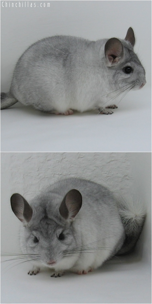 6120 White Mosaic ( Sapphire Carrier ) Female Chinchilla