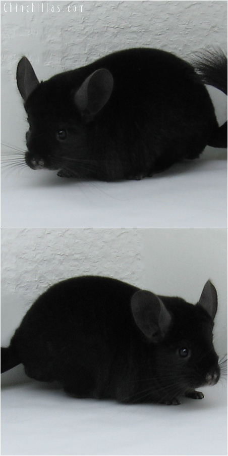 6127 Top Show Quality Ebony Male Chinchilla