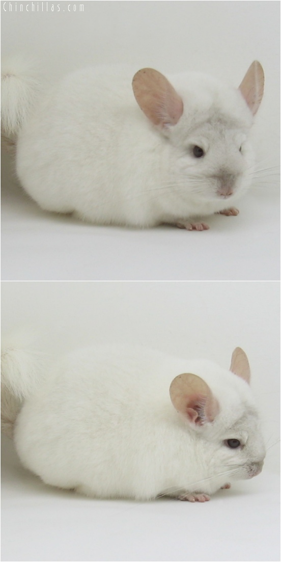 6139 Premium Production Quality Pink White ( Ebony Carrier ) Female Chinchilla