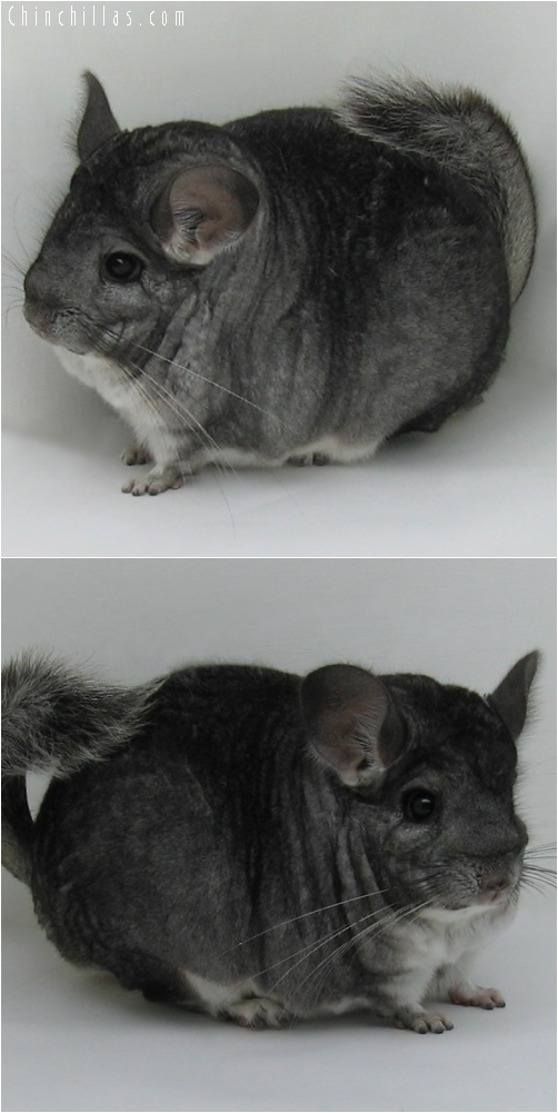 6141 Extra Large Premium Production Quality Standard Female Chinchilla