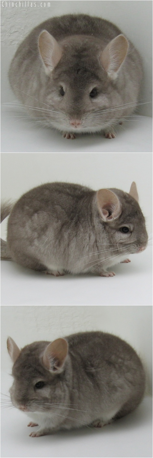 6143 Large Show Quality Beige Female Chinchilla