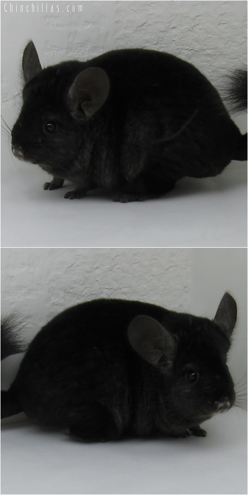 6144 Show Quality Ebony ( Violet Carrier ) Female Chinchilla