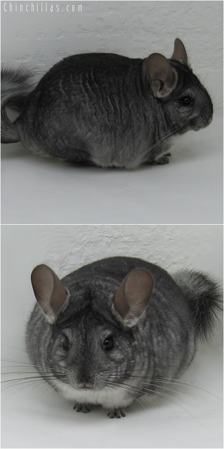 6080 Show Quality Standard ( Violet Carrier ) Female Chinchilla