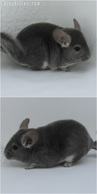 6094 Show Quality Violet Female Chinchilla