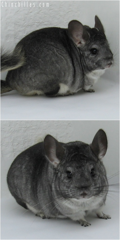 6096 Large Show Quality Standard ( Violet Carrier ) Female Chinchilla