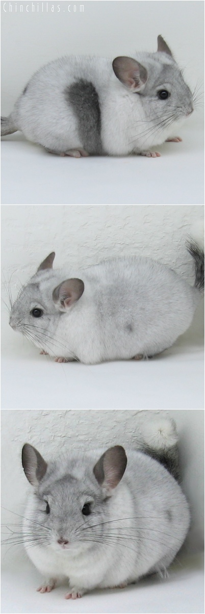 6102 Show Quality Unique White Mosaic Male Chinchilla