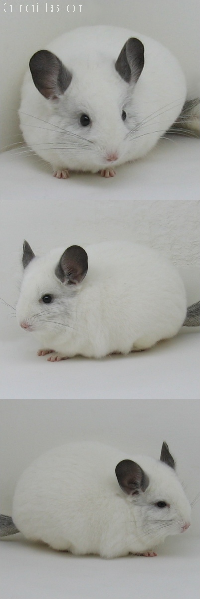 6137 Premium Production Quality White Mosaic Female Chinchilla