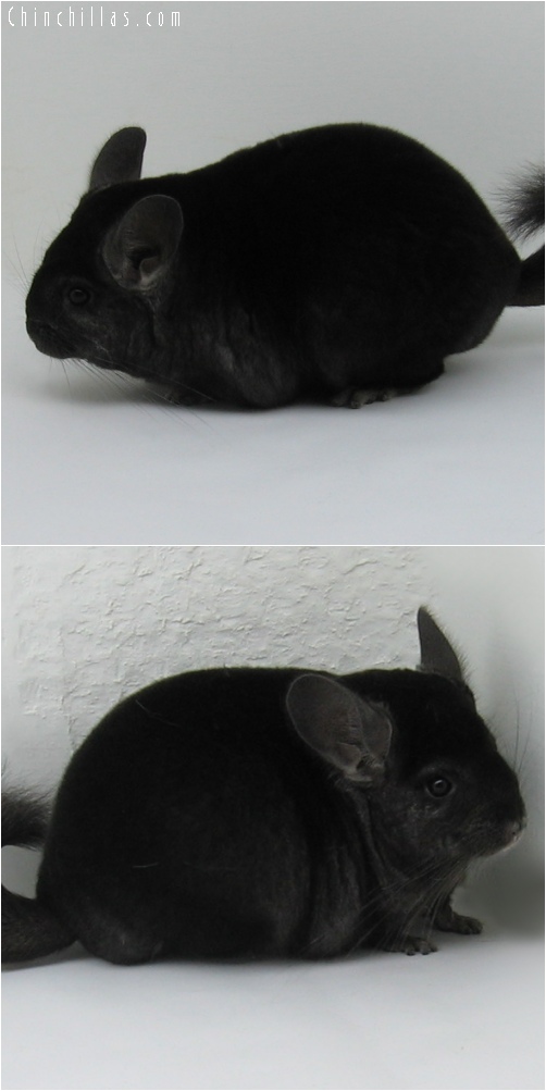 6142 Show Quality Ebony Female Chinchilla