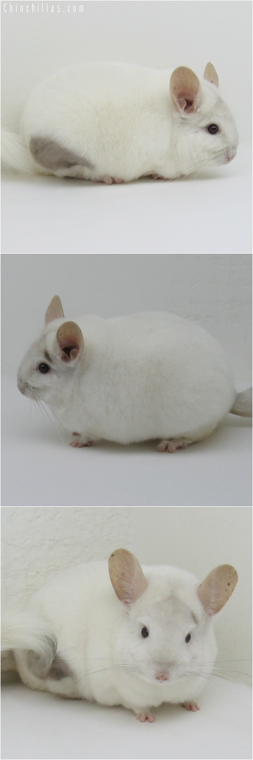 6150 Extra Large Premium Production Quality Pink White Female Chinchilla