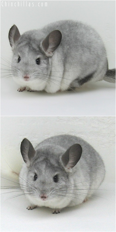 6154 Show Quality White Mosaic Female Chinchilla