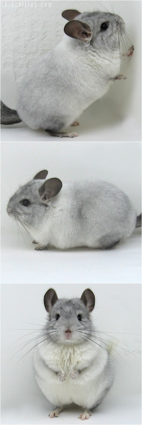 6121 - 2006 MCBA National 1st Place White Mosaic Male Chinchilla