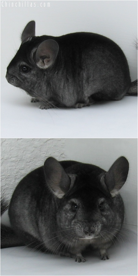 6105 Large Show Quality Ebony Female Chinchilla