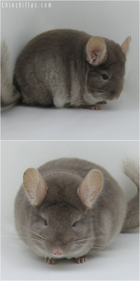 6158 Premium Production Quality TOV Beige ( Violet Carrier ) Female Chinchilla