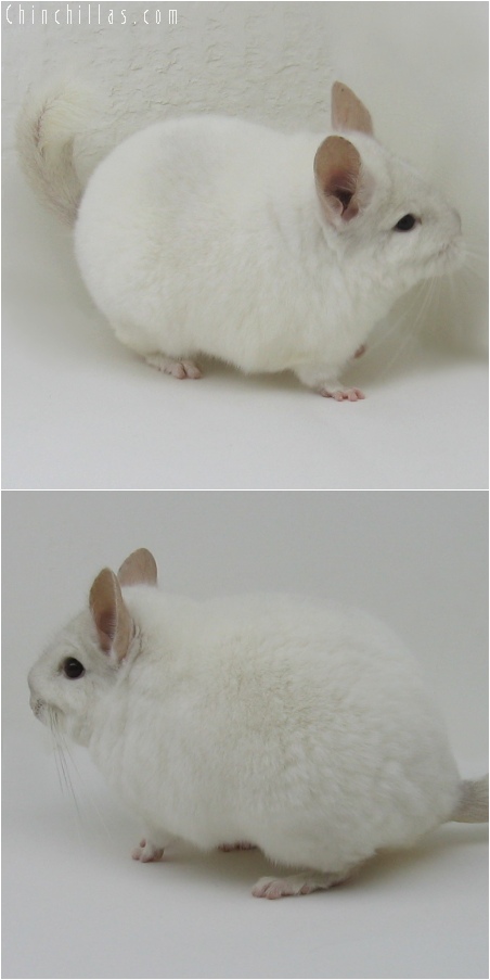 6162 Premium Production Quality Pink White Female Chinchilla