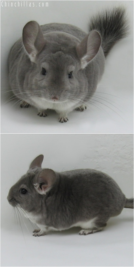 6164 Large Show Quality Violet Female Chinchilla