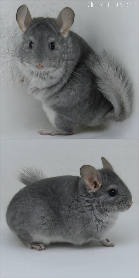 6118 Sapphire Female Chinchilla