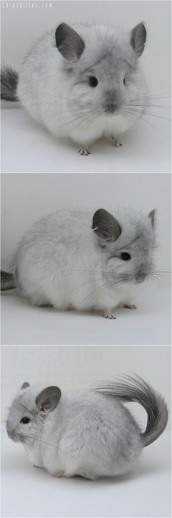 6146 Exceptional White Mosaic Royal Persian Angora Male Chinchilla