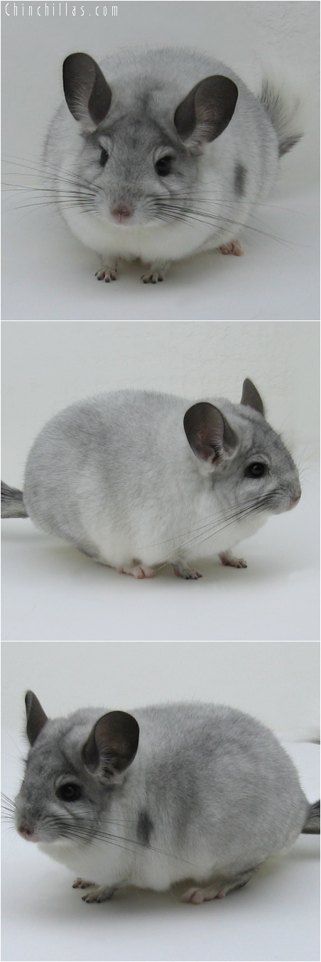 6125 Large Premium Production Quality White Mosaic Female Chinchilla