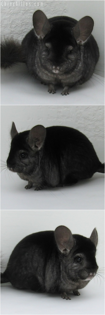 6153 Premium Production Quality Ebony Female Chinchilla